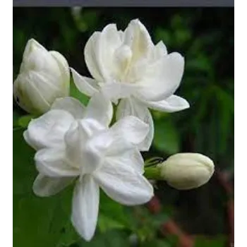 Fresh Jasmine Flower